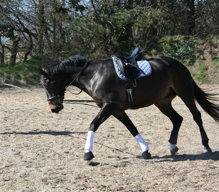 Trakehner Ultimo Skovmosegaard billede 10