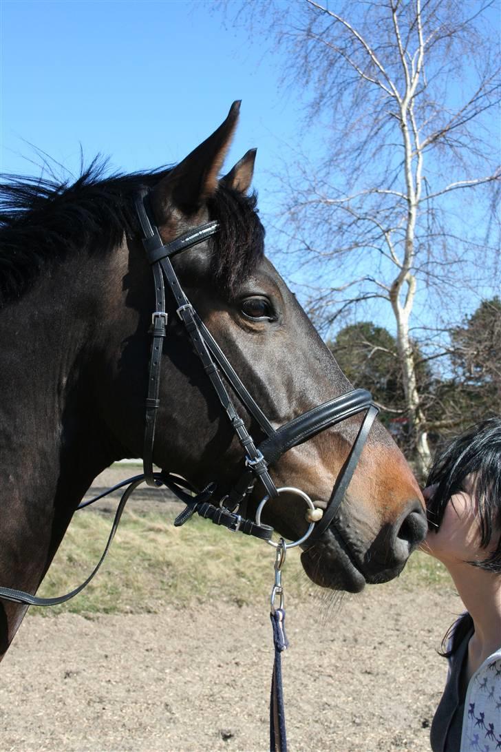 Trakehner Ultimo Skovmosegaard billede 12