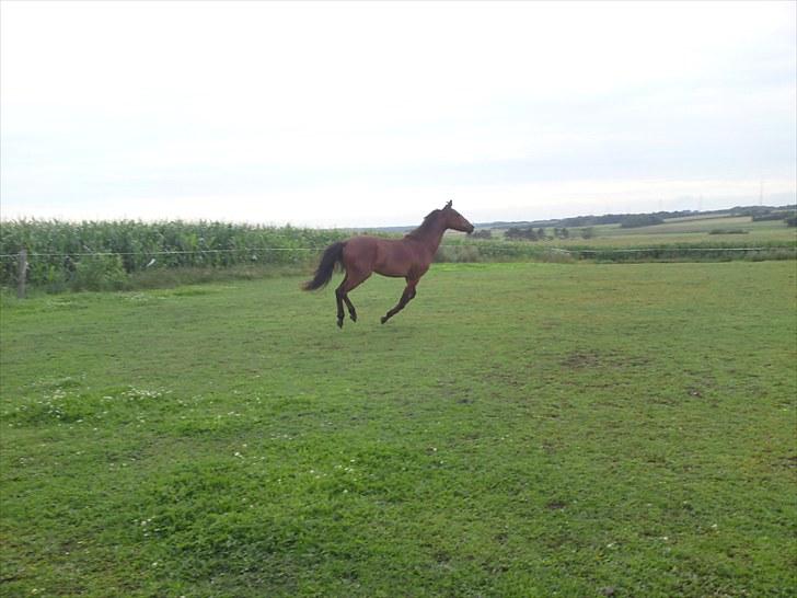 Anden særlig race Hanky(solgt) - galop galop billede 9