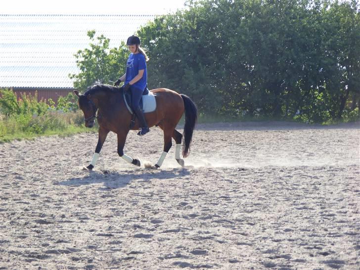 New Forest Roløkke Carl  - STJERNE PONYEN! billede 10