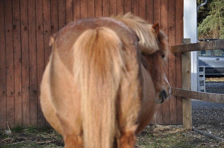 Anden særlig race Amanda - Mon der er et føl der inde?  billede 10