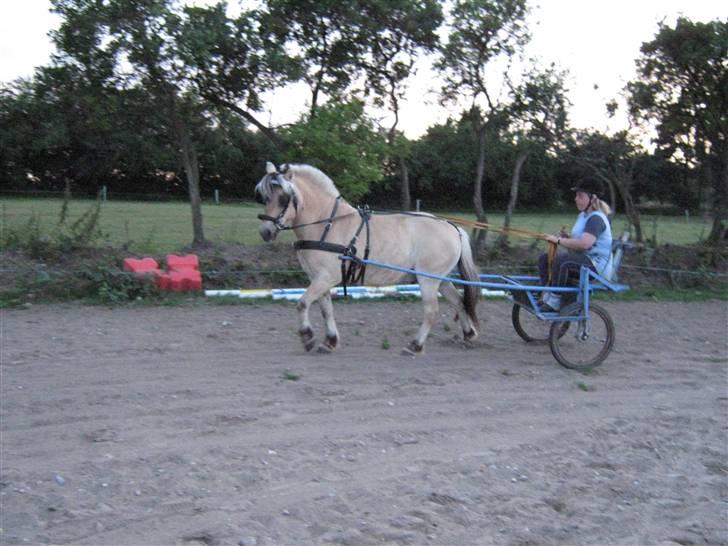 Fjordhest Sebastian  - første gang med vogn sååå fin billede 16