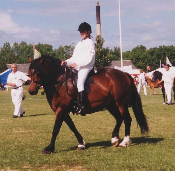 Welsh Pony af Cob-type (sec C) Rhydeilian Seren (gbr) billede 1