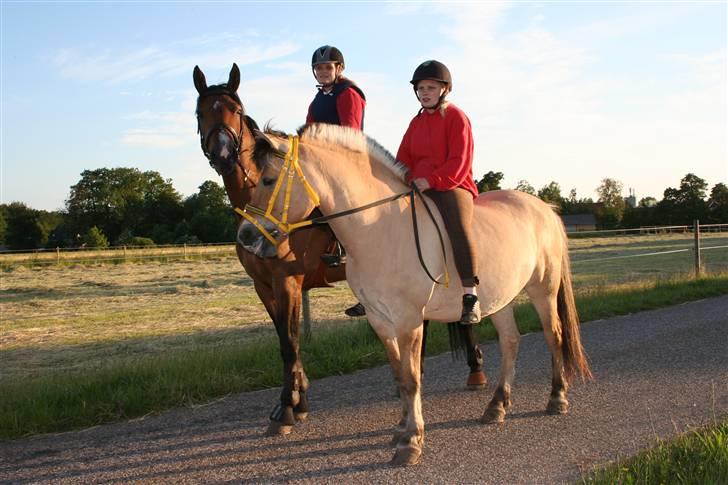 Dansk Varmblod Boulou - her sammen med sin fold kammerat billede 7