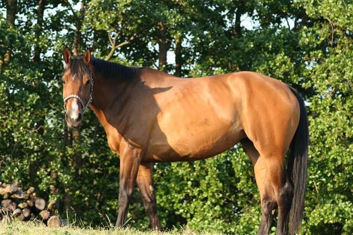 Dansk Varmblod Boulou - hun er næsten ved at blive fotogen:D billede 8