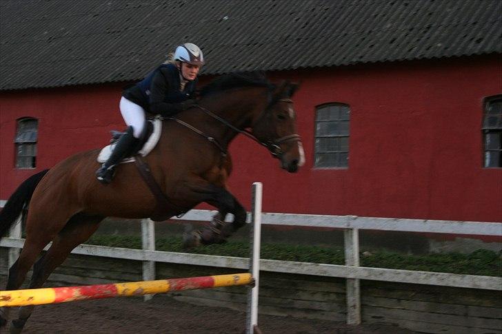 Dansk Varmblod Boulou billede 10