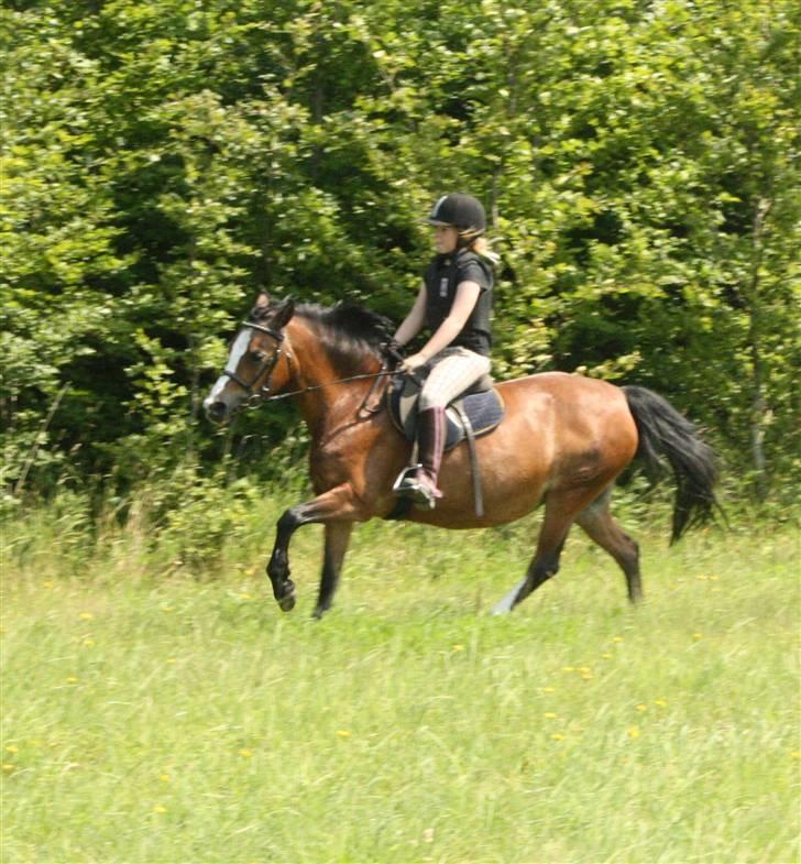 Welsh Pony af Cob-type (sec C) Polly Crown  R.I.P :'( <3 - Fantastisk pony.. Savner dig.. Hvil i fred! <3 :´( billede 6