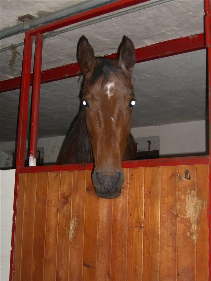 Dansk Varmblod Darling SOLGT billede 4