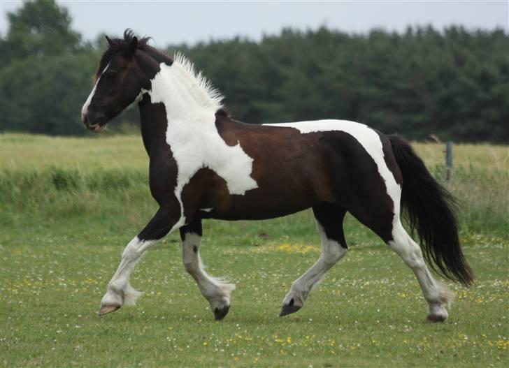 Irish Cob | Rain |  - DEjLiGE RAiN <3 billede 5