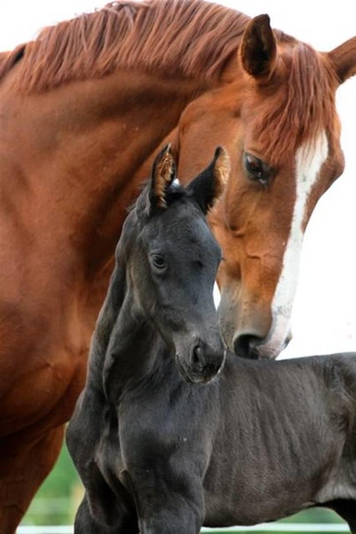 Dansk Varmblod Francesca G  - Fransen med hendes føl Diva, 2009 billede 17