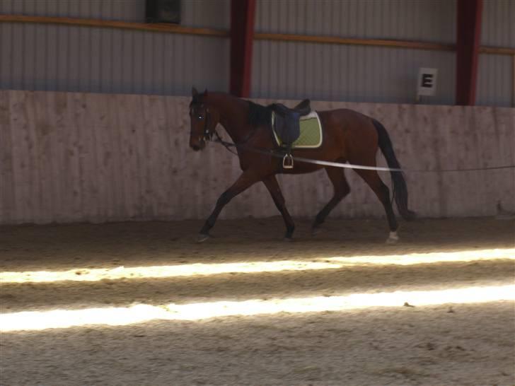 Dansk Varmblod Darling SOLGT billede 10