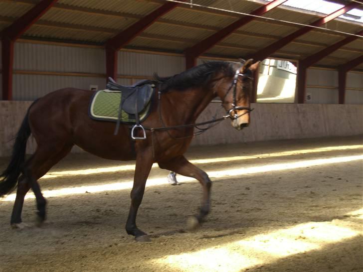 Dansk Varmblod Darling SOLGT billede 11