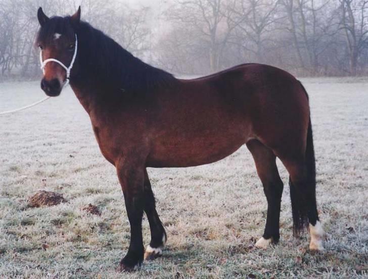 Welsh Pony af Cob-type (sec C) Rhydeilian Seren (gbr) billede 2