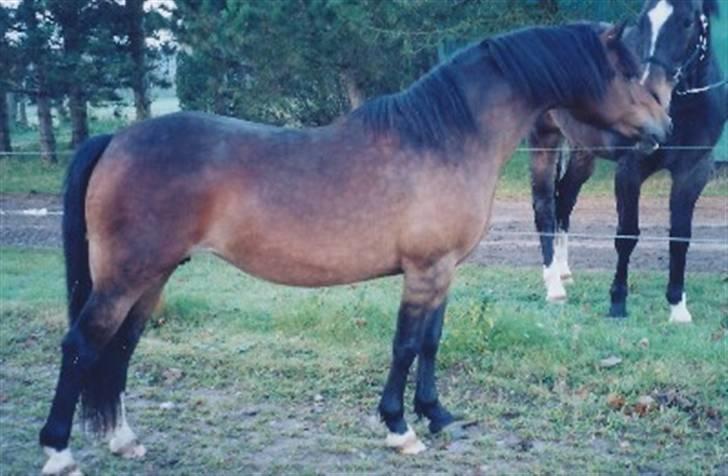Welsh Pony af Cob-type (sec C) Rhydeilian Seren (gbr) billede 3