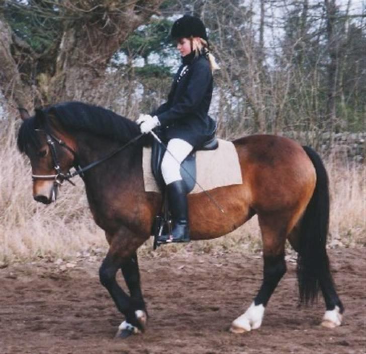 Welsh Pony af Cob-type (sec C) Rhydeilian Seren (gbr) billede 4