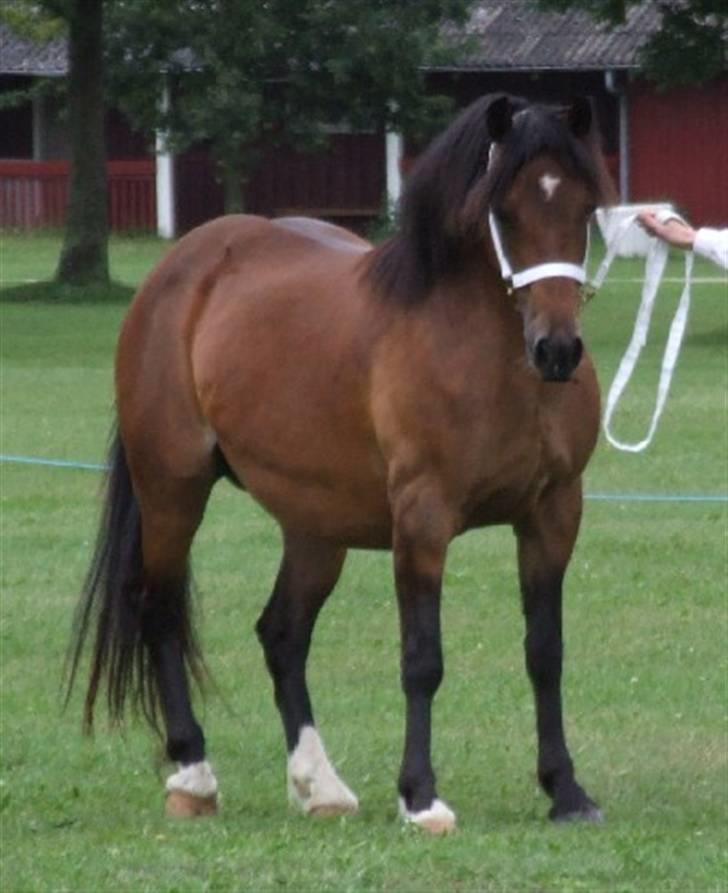 Welsh Pony af Cob-type (sec C) Rhydeilian Seren (gbr) billede 5