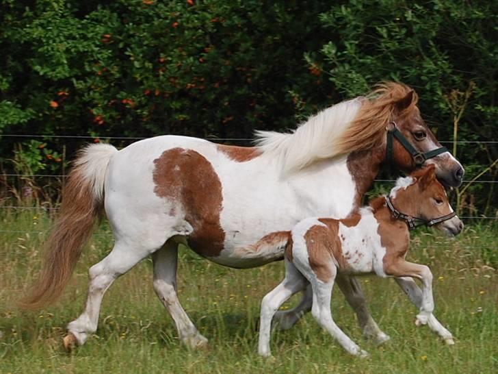 Shetlænder Sindholts Dixie - 2 dage gammel og hun styrte rundt med Lady :) billede 9