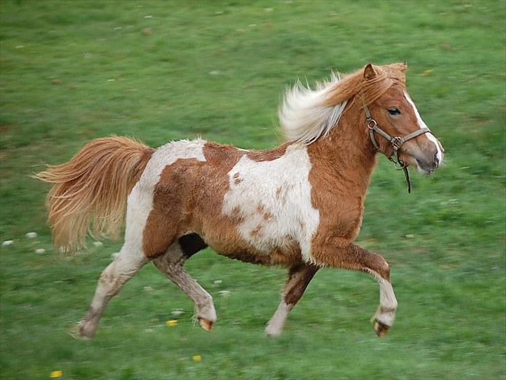 Shetlænder Sindholts Dixie - d 28. maj 2010 - dagen hvor hun kom ud til Anders + 7 kører heste! Du opførte dig eksemplarisk og var virkelig værd at kigge på :O :´)  billede 10