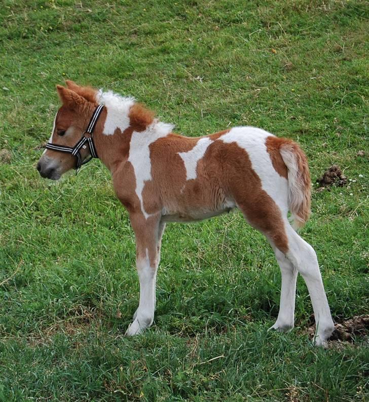 Shetlænder Sindholts Dixie - Dixie du skal vide at uanset hvad, ville jeg altid passe på dig * 9 dage gammel* billede 11