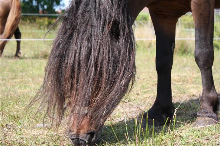 Dartmoor  Bob Marley *SOLGT* billede 9