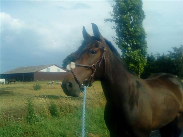 Anden særlig race flying maddie SOLGT billede 1