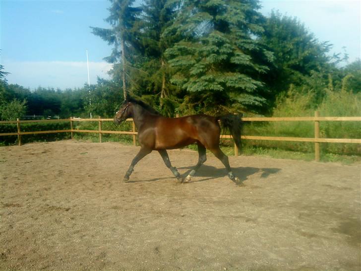 Anden særlig race flying maddie SOLGT billede 2