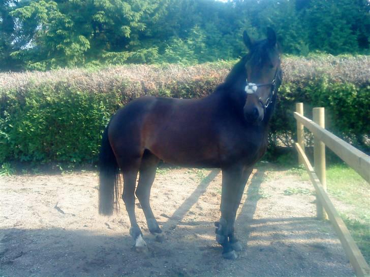 Anden særlig race flying maddie SOLGT billede 3