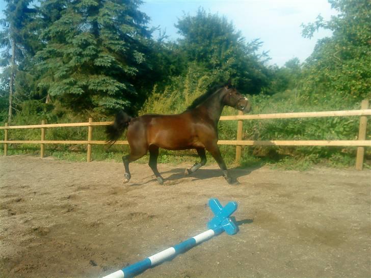 Anden særlig race flying maddie SOLGT billede 4