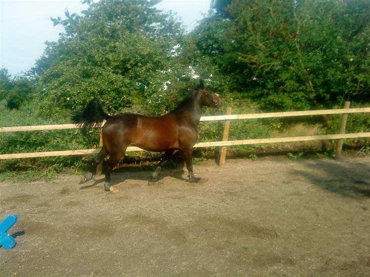 Anden særlig race flying maddie SOLGT billede 5