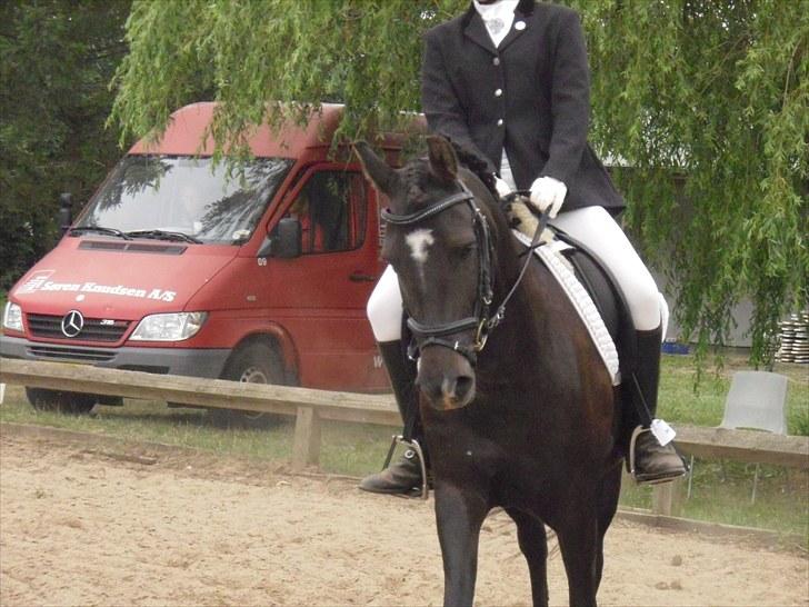 New Forest krondalens alymet  - 3)pony uge 2010 my soulmate!! foto louise billede 3