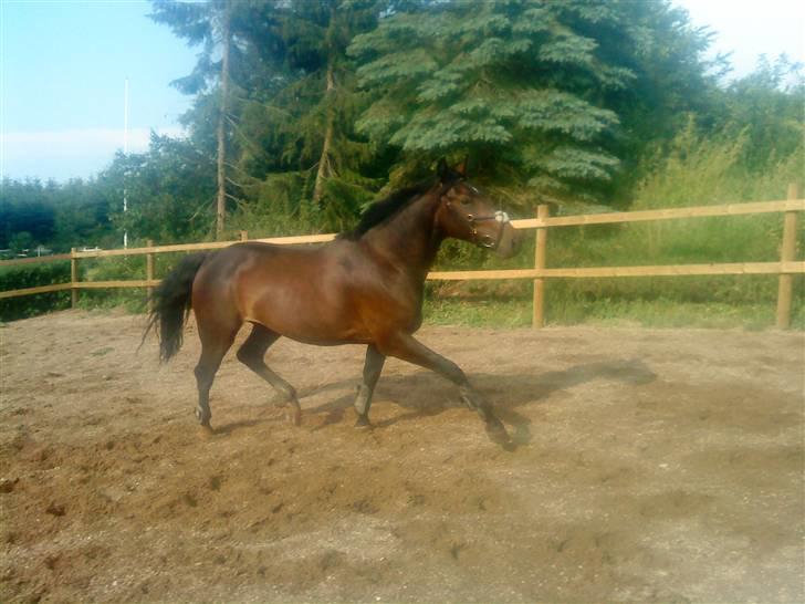 Anden særlig race flying maddie SOLGT billede 6