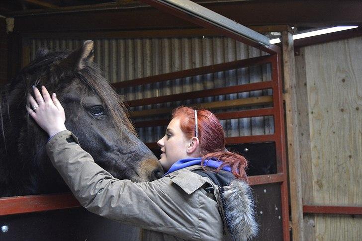 New Forest krondalens alymet  - 7)et gladlig gensyn med den dejlig pony savner dig fanme så meget dejlig skid du ligner en bamse bjørn med alt den pels dejligt at sige hej til dig igen idag!!:*
foto: charlotte billede 7