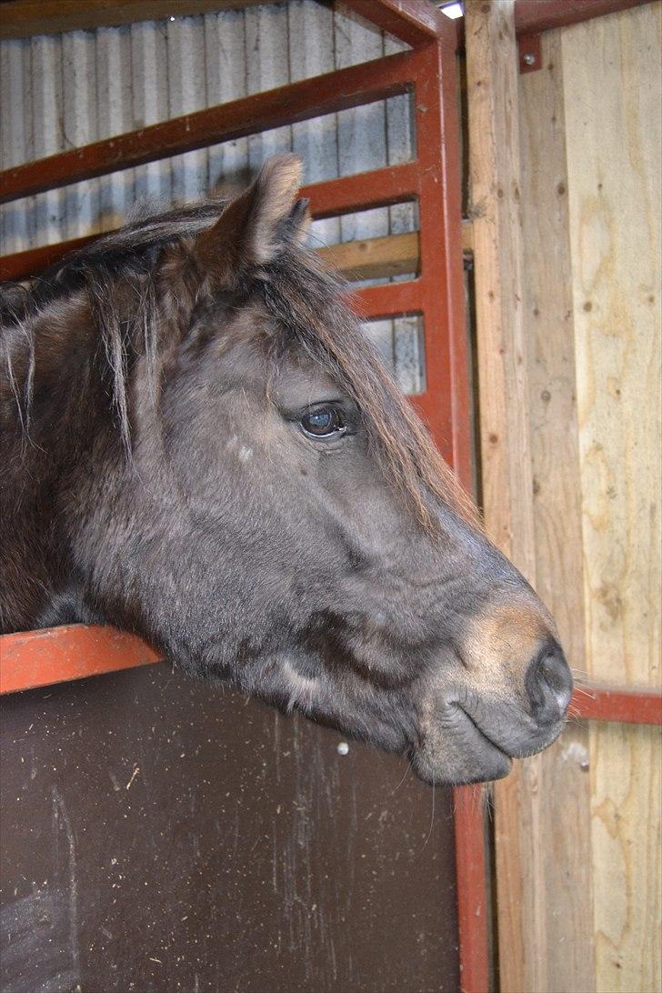 New Forest krondalens alymet  - 10) min dejlig bamse bjørn!! foto mig billede 10