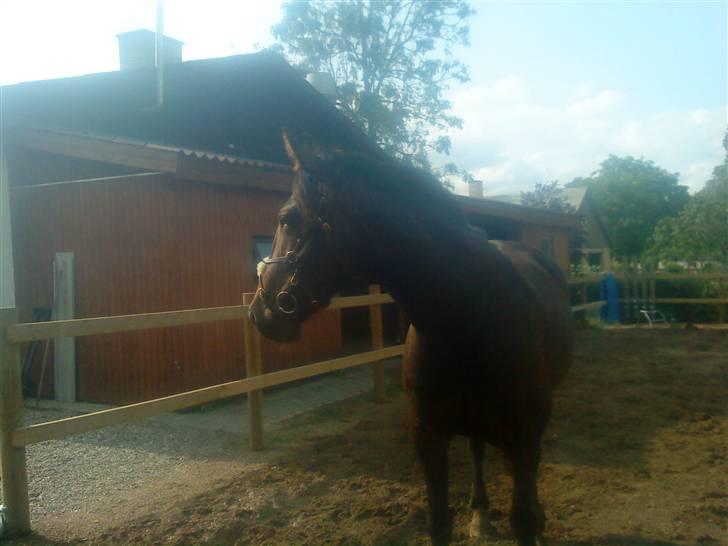 Anden særlig race flying maddie SOLGT billede 7