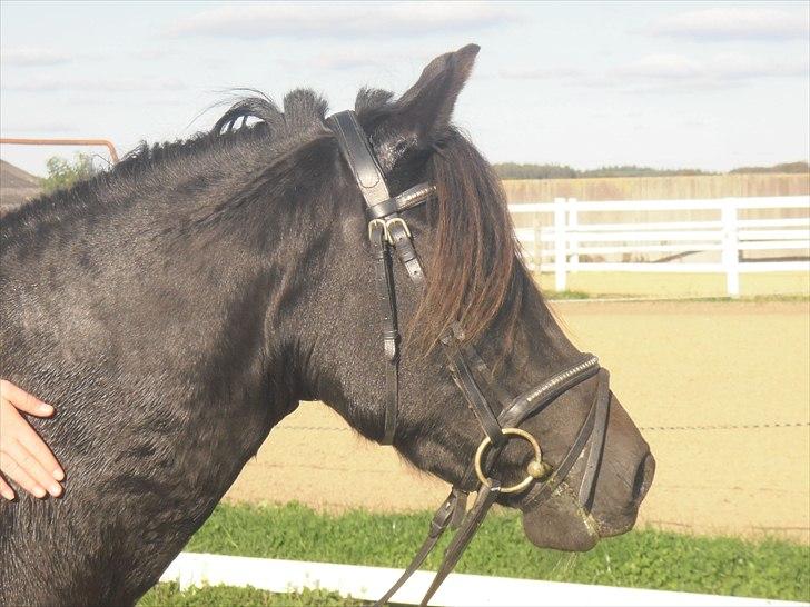 New Forest krondalens alymet  - 13)skøre pony sidste dag;/ foto:mor billede 13