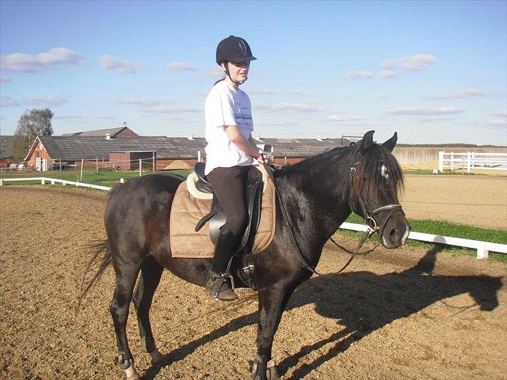 New Forest krondalens alymet  - 15)sidste dag ;/  det perfekste par! 
foto:mor billede 15