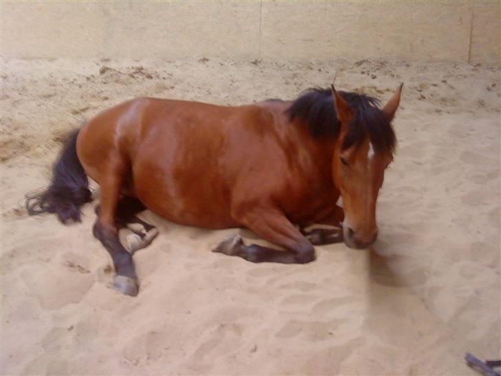 DSP Miranda <3 - aflivet :'( - da miranda var forfangen z: billede 7