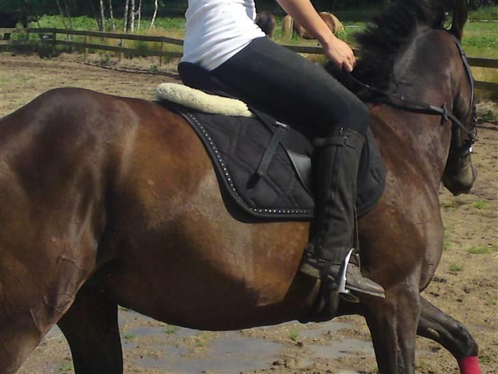 Fuldblod (XX) Magic  billede 11