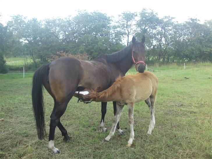 Fuldblod (XX) Magic  billede 13