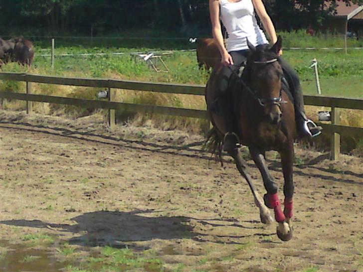 Fuldblod (XX) Magic  billede 14