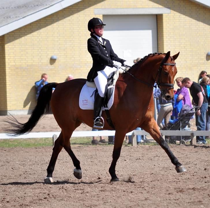 Dansk Varmblod hyggebo´s lucky senna "solgt:("  billede 18