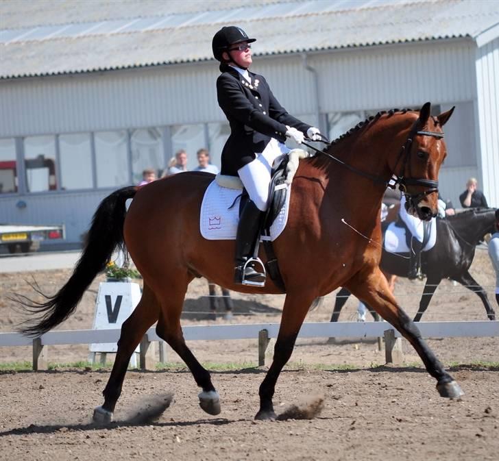 Dansk Varmblod hyggebo´s lucky senna "solgt:("  billede 19