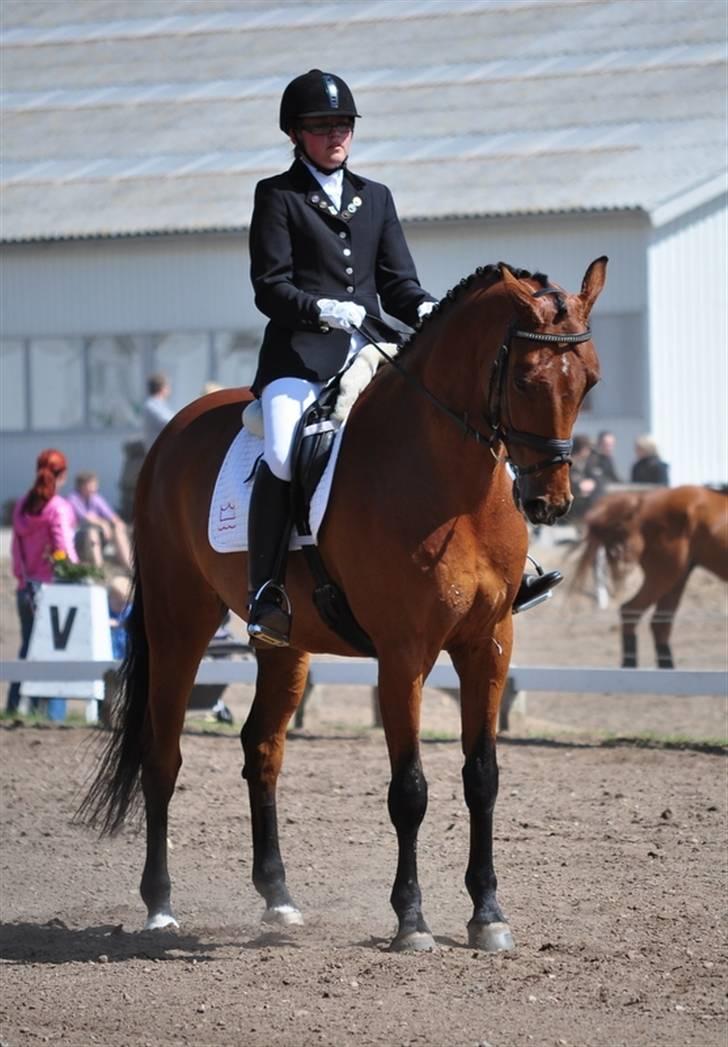 Dansk Varmblod hyggebo´s lucky senna "solgt:("  billede 20