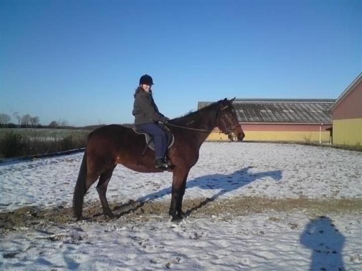 Traver Dot Salar(Doggi)solgt - Min første ridetur på Doggi efter at han var blevet min. Taget i dec. 2008. billede 11