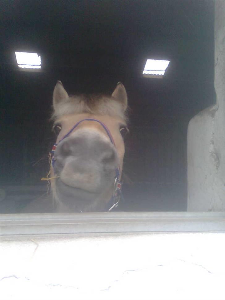 Fjordhest Lasse billede 6