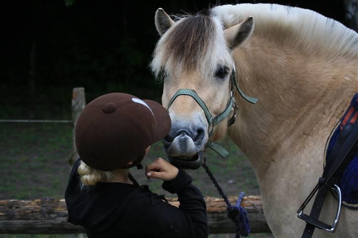 Fjordhest Bonto<3 R.I.P. - 5 # - elsker dine fjollede udtryk min Basse <3 Fotograf: Nadia Jørgensen billede 5