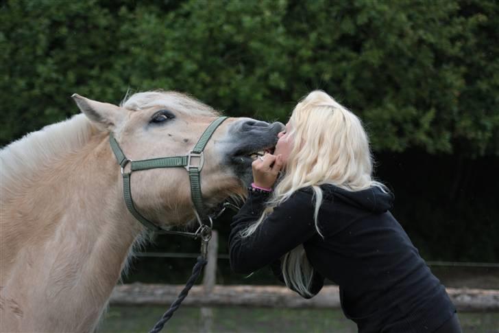 Fjordhest Bonto<3 R.I.P. - 7 # ... Du kigger på mig, og jeg kan mærke tænder <33 Fotograf: Nadia Jørgensen billede 7