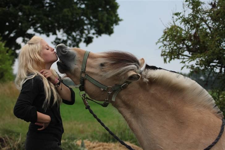 Fjordhest Bonto<3 R.I.P. - 8 # - Verdens største møsse´Trold :* <3 Fotograf: Nadia Jørgensen billede 8