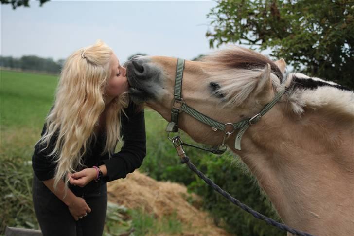 Fjordhest Bonto<3 R.I.P. - 9 # Love, Love, Love ! <3 Fotograf: Nadia Jørgensen billede 9