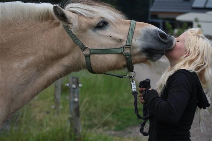 Fjordhest Bonto<3 R.I.P. - 10 # <33  Fotograf: Nadia Jørgensen billede 10